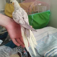 فروش عروس هلندی ۶عدد همه یکجا|پرنده|قزوین, |دیوار