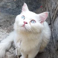 گربه پرشین