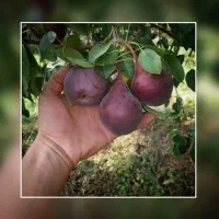 آنجو  درخت گلابی قرمز ،نهال گلخانه نهالستان درمشهد|خدمات باغبانی و درختکاری|مشهد, خواجه ربیع|دیوار