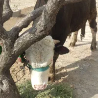 قصاب .سلاخ.قصابی.سلاخی|خدمات پذیرایی، مراسم|زنجان, |دیوار