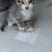 بچه گربه رایگان