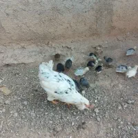 مرغ کرچ باجوجه