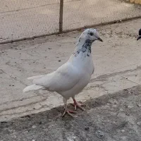کبوتر پرشی|پرنده|ری, سیزده آبان|دیوار