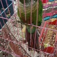 ۱عددطوطی و۱جفت عروس پاریس