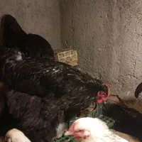 یک عدد بچه خروس برهما بلک