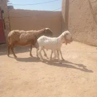 گوسفندمری