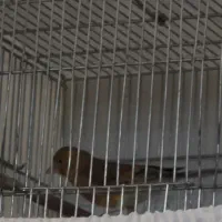 سره قناری سرخ