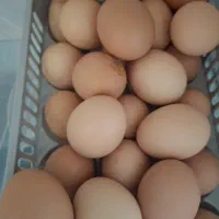 تخممرغ