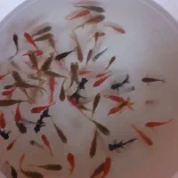 ماهی قرمز فروشی