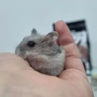 همستر کمپل|موش و خرگوش|قم, پردیسان|دیوار