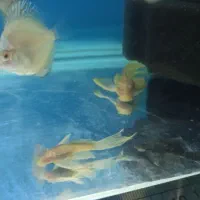 پوزه بوته ای سوپر باله|ماهی|اسلام‌شهر, زرافشان|دیوار