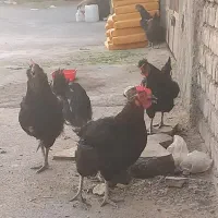 مرغ سیاه