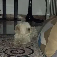 سگ شیتزو معاوضه|سگ|مشهد, نوید|دیوار