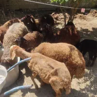 گوسفند با بره