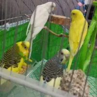 مرغ عشق|پرنده|رشت, حمیدیان|دیوار