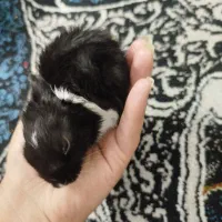 بچه خرگوش|موش و خرگوش|فسا, |دیوار