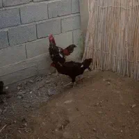 تخم لاری|حیوانات مزرعه|گمیشان, |دیوار