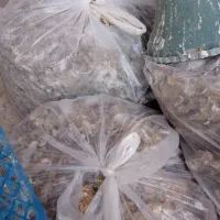 کود کفتر