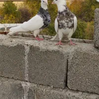 پرنده طوقی حیوانات.بی نقص