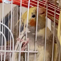 عروس هلندی|پرنده|فردیس, فرامرزیه|دیوار