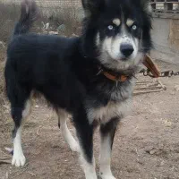 سگ میکس هاسکی و ژرمن