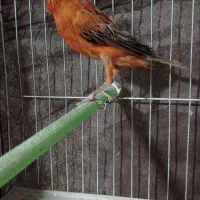 قناری نر سوخته قدار