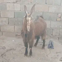 سرخس|حیوانات مزرعه|سرخس, |دیوار