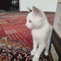 با سلام گربه نر چهار پنج ماهه