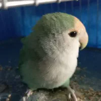 طوطی برزیلی ماده