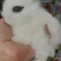 خرگوش های مینیاتوری چشم آهویی