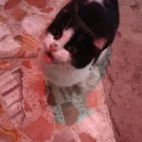 امداد گربه باردار