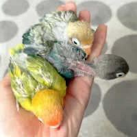 جوجه برزیلی ۱ماهه فیشر سرلاکی(دستی)