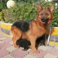 سگ ژرمن شپردنروماده دوماه اصیل باهم یکجای فی ۱۸م ت|سگ|تهران, باشگاه نفت|دیوار