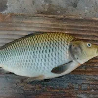 پخش عمده بچه ماهی سفید کپور قزل آلا|ماهی|سنندج, |دیوار