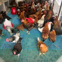 جوجه مرغ و خروس|حیوانات مزرعه|رحیمآباد, |دیوار