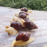 حلزون آچاتینا