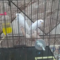 مرع عشق هلندی|پرنده|حمیدیه, |دیوار