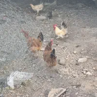 مرغ|حیوانات مزرعه|رشت, فلسطین|دیوار