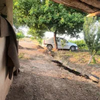 باغ-بادام-و-انگور