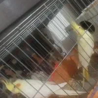 ی جفت عروس هلندی مولد تخم گذار