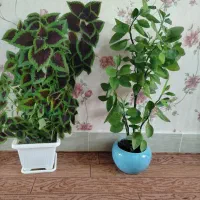 گل طبیعی|گل و گیاه طبیعی|ایلام, |دیوار