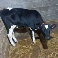 گاو یا گوساله هلشتاین اصیل