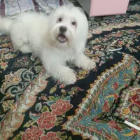 شیتزو فلت ماده