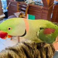 جفت شاه طوطی ملنگو مولد سالم سالم|پرنده|تهران, تهرانپارس شرقی|دیوار