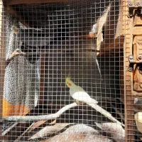 طوطی عروس مولد