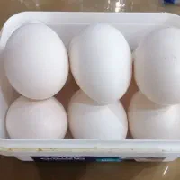 تخم مرغ نطفه دار گلین،سیبرایت،لهستانی