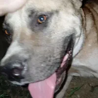 سگ پیتبول گمشده|حیوانات|چابکسر, |دیوار