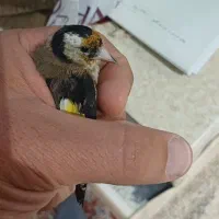 سهره|پرنده|خمین, |دیوار