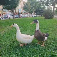 اردک