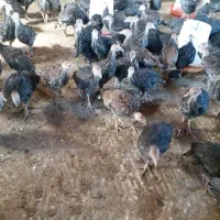 300عددجوجه بوقلمون